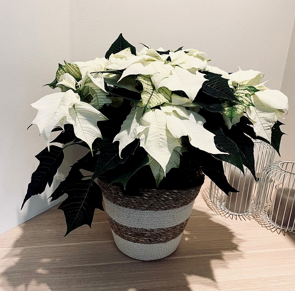 DENTAKT-Team vor Weihnachtsbaum